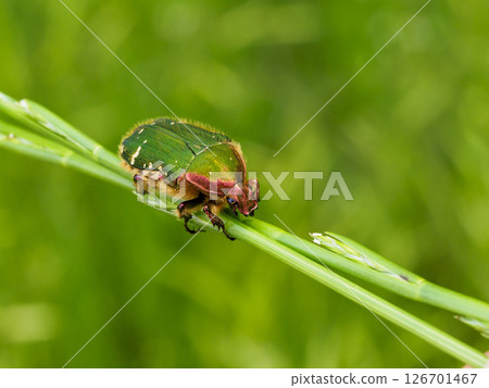 A green flower beetle on the grass 126701467