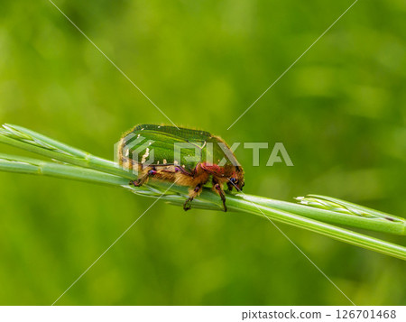 A green flower beetle on the grass A green flower beetle on the grass 126701468