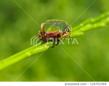 A green flower beetle on the grass 126701469