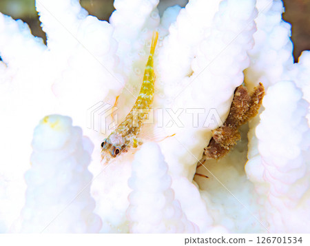 Coral bleaching and beautiful juvenile whitetip blenny fish. Hirizohama Nakagi Minamiizu Town Izu Peninsula Shizuoka Prefecture 2024 Coral bleaching and beautiful juvenile whitetip blenny fish. Hirizohama Nakagi Minamiizu Town Izu Peninsula Shizuoka Prefecture 2024 126701534