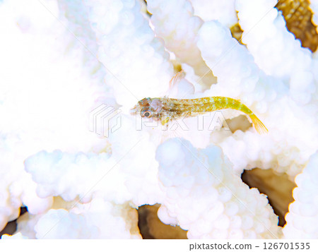 Coral bleaching and beautiful juvenile whitetip blenny fish. Hirizohama Nakagi Minamiizu Town Izu Peninsula Shizuoka Prefecture 2024 126701535