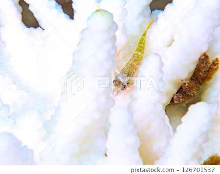 Coral bleaching and beautiful juvenile whitetip blenny fish. Hirizohama Nakagi Minamiizu Town Izu Peninsula Shizuoka Prefecture 2024 126701537