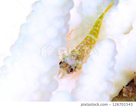 Coral bleaching and beautiful juvenile whitetip blenny fish. Hirizohama Nakagi Minamiizu Town Izu Peninsula Shizuoka Prefecture 2024 126701543