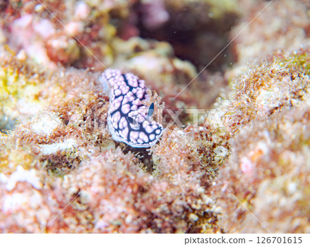 美麗的斑點海蛞蝓（Saldomellidae）。 Hirizohama Nakagi 南伊豆鎮 伊豆半島 靜岡縣 2024 126701615