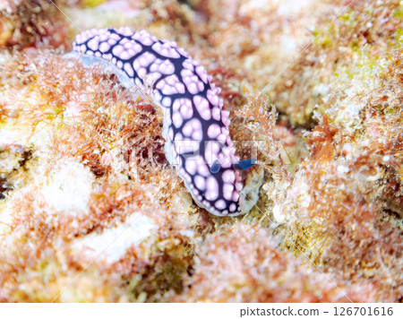 Beautiful spotted slug (Bucconidae). Hirizohama Nakagi Minamiizu Town Izu Peninsula Shizuoka Prefecture 2024 Beautiful spotted slug (Bucconidae). Hirizohama Nakagi Minamiizu Town Izu Peninsula Shizuoka Prefecture 2024 126701616
