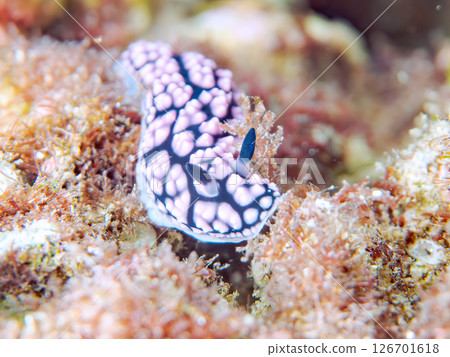 Beautiful spotted slug (Bucconidae). Hirizohama Nakagi Minamiizu Town Izu Peninsula Shizuoka Prefecture 2024 126701618