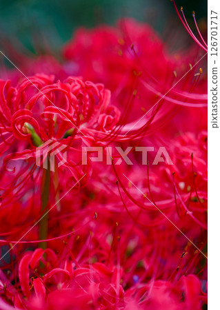 紅蜘蛛百合 126701717