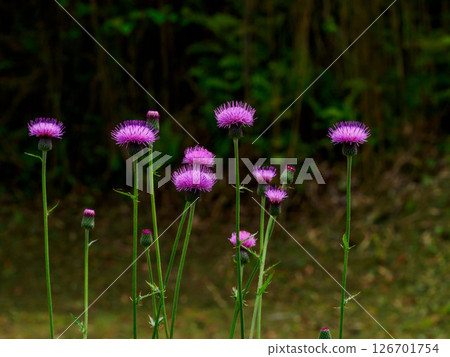 Wild thistle flowers blooming on a slope beside the road 126701754