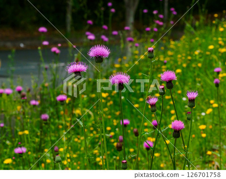 Wild thistle flowers blooming on a slope beside the road Wild thistle flowers blooming on a slope beside the road 126701758