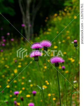 路邊斜坡上盛開的野薊花 路邊斜坡上盛開的野薊花 126701761