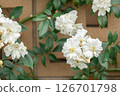 Roses in full bloom (Snow Goose) 126701798