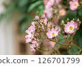 Roses in full bloom (Lavender Dream) 126701799