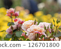Roses in full bloom (Distant Drums) 126701800