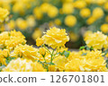 Roses in full bloom (Gold Bunny) 126701801