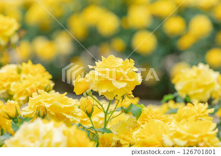 Roses in full bloom (Gold Bunny) 126701801