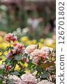 Roses in full bloom (Distant Drums) 126701802