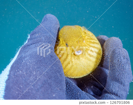 A cute juvenile Southern Pufferfish (Tetraodontiformes) floating in the air. Hirizohama Nakagi Minamiizu Town Izu Peninsula Shizuoka Prefecture 2024 126701806