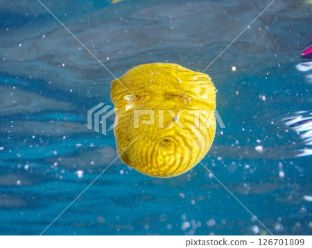 一隻可愛、蓬鬆的幼年南方河豚(四齒豚目)。 Hirizohama Nakagi 南伊豆鎮 伊豆半島 靜岡縣 2024 一隻可愛、蓬鬆的幼年南方河豚(四齒豚目)。 Hirizohama Nakagi 南伊豆鎮 伊豆半島 靜岡縣 2024 126701809