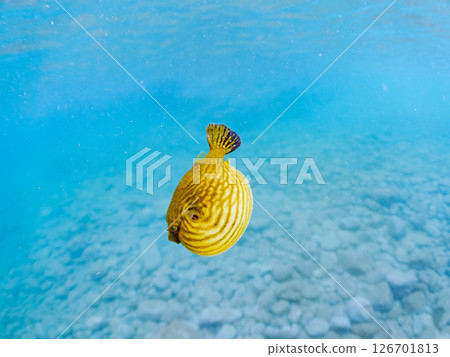 A cute juvenile Southern Pufferfish (Tetraodontiformes) floating in the air. Hirizohama Nakagi Minamiizu Town Izu Peninsula Shizuoka Prefecture 2024 126701813
