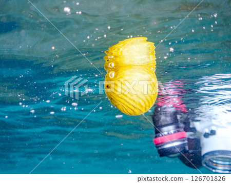 A cute juvenile Southern Pufferfish (Tetraodontiformes) floating in the air. Hirizohama Nakagi Minamiizu Town Izu Peninsula Shizuoka Prefecture 2024 126701826