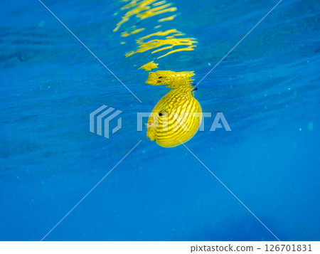 一隻可愛、蓬鬆的幼年南方河豚(四齒豚目)。 Hirizohama Nakagi 南伊豆鎮 伊豆半島 靜岡縣 2024 一隻可愛、蓬鬆的幼年南方河豚(四齒豚目)。 Hirizohama Nakagi 南伊豆鎮 伊豆半島 靜岡縣 2024 126701831