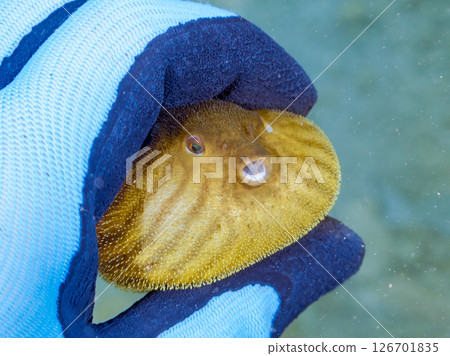 A cute juvenile Southern Pufferfish (Tetraodontiformes) floating in the air. Hirizohama Nakagi Minamiizu Town Izu Peninsula Shizuoka Prefecture 2024 126701835