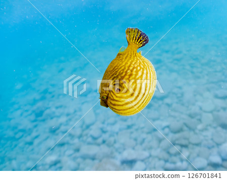 一隻可愛、蓬鬆的幼年南方河豚（四齒豚目）。 Hirizohama Nakagi 南伊豆鎮 伊豆半島 靜岡縣 2024 126701841