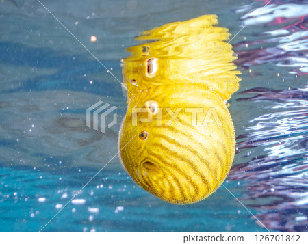 一隻可愛、蓬鬆的幼年南方河豚（四齒豚目）。 Hirizohama Nakagi 南伊豆鎮 伊豆半島 靜岡縣 2024 126701842