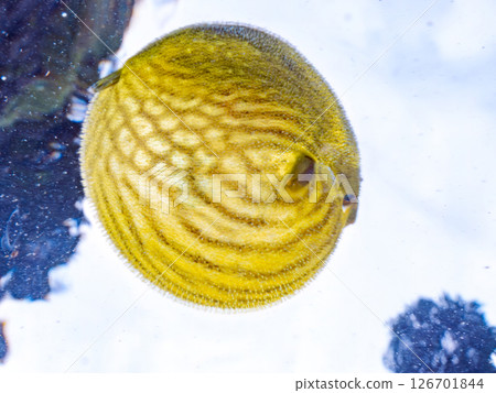 A cute juvenile Southern Pufferfish (Tetraodontiformes) floating in the air. Hirizohama Nakagi Minamiizu Town Izu Peninsula Shizuoka Prefecture 2024 A cute juvenile Southern Pufferfish (Tetraodontiformes) floating in the air. Hirizohama Nakagi Minamiizu Town Izu Peninsula Shizuoka Prefecture 2024 126701844