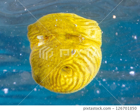 一隻可愛、蓬鬆的幼年南方河豚（四齒豚目）。 Hirizohama Nakagi 南伊豆鎮 伊豆半島 靜岡縣 2024 126701850