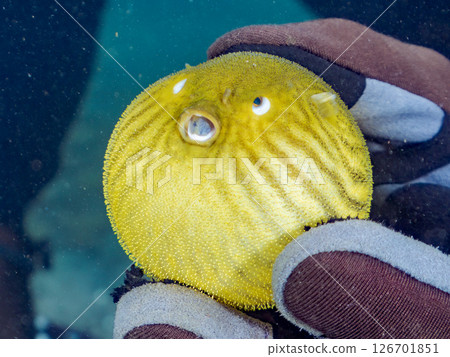 A cute juvenile Southern Pufferfish (Tetraodontiformes) floating in the air. Hirizohama Nakagi Minamiizu Town Izu Peninsula Shizuoka Prefecture 2024 126701851