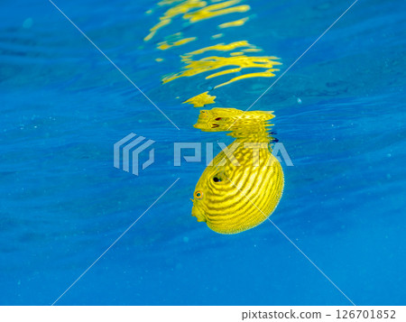 一隻可愛、蓬鬆的幼年南方河豚（四齒豚目）。 Hirizohama Nakagi 南伊豆鎮 伊豆半島 靜岡縣 2024 126701852