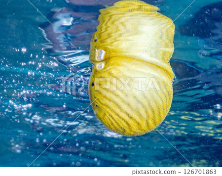 A cute juvenile Southern Pufferfish (Tetraodontiformes) floating in the air. Hirizohama Nakagi Minamiizu Town Izu Peninsula Shizuoka Prefecture 2024 126701863