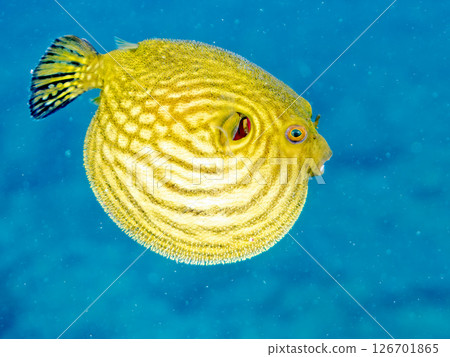 A cute juvenile Southern Pufferfish (Tetraodontiformes) floating in the air. Hirizohama Nakagi Minamiizu Town Izu Peninsula Shizuoka Prefecture 2024 126701865