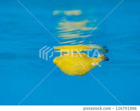 A cute juvenile Southern Pufferfish (Tetraodontiformes) floating in the air. Hirizohama Nakagi Minamiizu Town Izu Peninsula Shizuoka Prefecture 2024 126701866