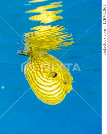 A cute juvenile Southern Pufferfish (Tetraodontiformes) floating in the air. Hirizohama Nakagi Minamiizu Town Izu Peninsula Shizuoka Prefecture 2024 126701868