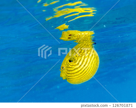 A cute juvenile Southern Pufferfish (Tetraodontiformes) floating in the air. Hirizohama Nakagi Minamiizu Town Izu Peninsula Shizuoka Prefecture 2024 126701871