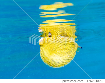 A cute juvenile Southern Pufferfish (Tetraodontiformes) floating in the air. Hirizohama Nakagi Minamiizu Town Izu Peninsula Shizuoka Prefecture 2024 A cute juvenile Southern Pufferfish (Tetraodontiformes) floating in the air. Hirizohama Nakagi Minamiizu Town Izu Peninsula Shizuoka Prefecture 2024 126701873