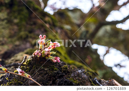 250416 Nakahashi Sakura m015 126701889