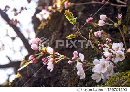 250416 Nakahashi Sakura m017 250416 Nakahashi Sakura m017 126701890