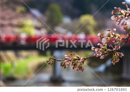 250416 Nakahashi Sakura m018 126701891
