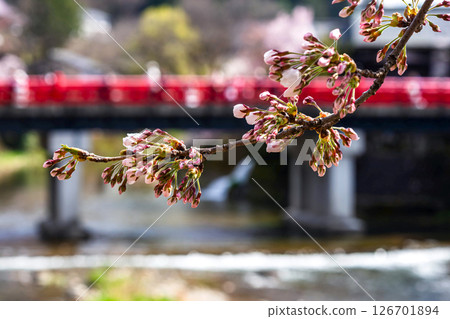 250416 中橋櫻花 m032 126701894