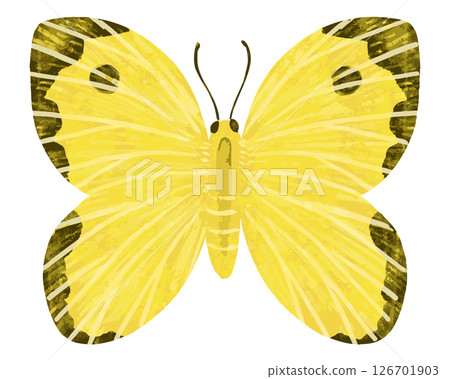 Butterfly Vector Illustration 126701903