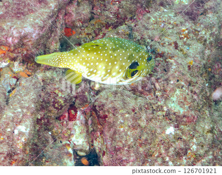 Large and beautiful southern pufferfish (Tetraodontiformes) and others, Hirizohama Nakagi Minamiizu Town, Izu Peninsula, Shizuoka Prefecture 2024 126701921
