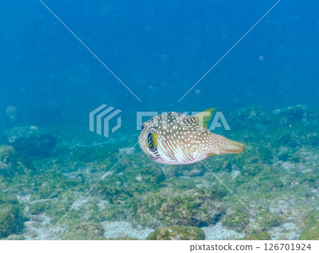 Large and beautiful southern pufferfish (Tetraodontiformes) and others, Hirizohama Nakagi Minamiizu Town, Izu Peninsula, Shizuoka Prefecture 2024 Large and beautiful southern pufferfish (Tetraodontiformes) and others, Hirizohama Nakagi Minamiizu Town, Izu Peninsula, Shizuoka Prefecture 2024 126701924