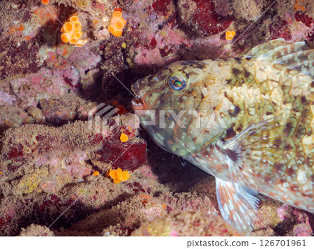 又大又美麗的鸚嘴魚（鸚嘴魚科） 伊豆半島靜岡縣南伊豆町 Hirizohama Nakagi 2024 126701961