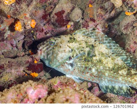 Big and beautiful parrotfish (family Parrotfish) Hirizohama Nakagi Minamiizu Town Izu Peninsula Shizuoka Prefecture 2024 126701962