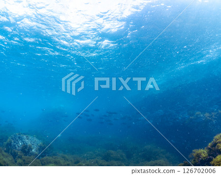 A colony of sargassum and schools of parrotfish, scorpionfish, rabbitfish, and other fish. Hirizohama, Nakagi, Minamiizu Town, Izu Peninsula, Shizuoka Prefecture, 2024 126702006