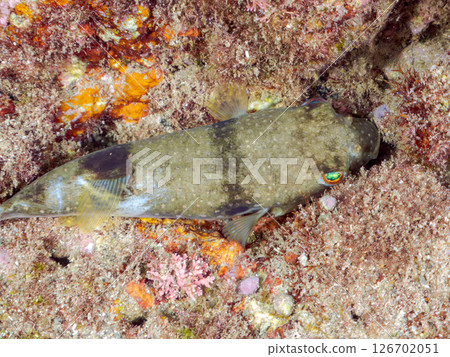Cute pufferfish (Tetraodontidae). Hirizohama Nakagi Minamiizu Town Izu Peninsula Shizuoka Prefecture 2024 Cute pufferfish (Tetraodontidae). Hirizohama Nakagi Minamiizu Town Izu Peninsula Shizuoka Prefecture 2024 126702051