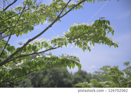 山茱萸在田裡開花 山茱萸在田裡開花 126702062